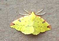 Brimstone Moth