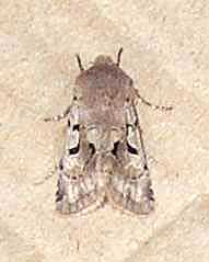 Hebrew Character