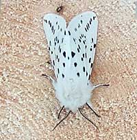 White Ermine