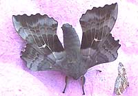Poplar Hawk Moth