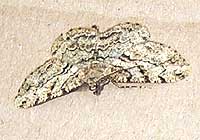 Peppered Moth