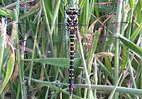 Golden ringed dragonfly