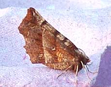Early Thorn moth
