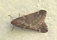 March Moth