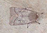 Quaker Moth