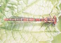 Large Red Damselfly
