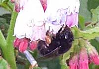 All black Bumble Bee