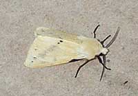 Buff Ermine