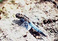 Black-tailed Skimmer 