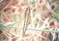 Black-tailed Skimmer (f)