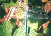 Emperor Dragonfly (m)