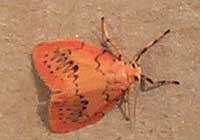 Rosy Footman