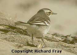 Scilly Citrine Wagtail
