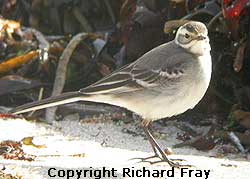 Scilly Birds
