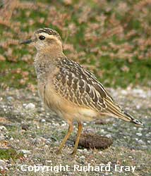 Tresco Birds