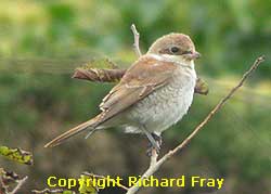 Red-backed Shrike