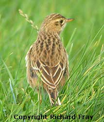 Richard`s Pipit