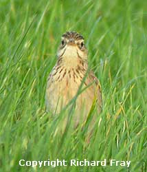Scilly Birds
