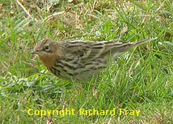 Scilly Birds