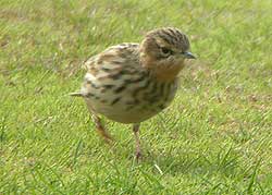 Scilly Red-throated Pipit