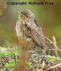 Scilly Birds