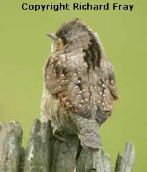 Wryneck
