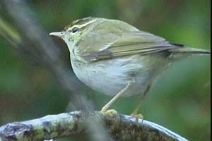 Arctic Warbler