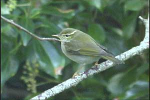 Arctic Warbler