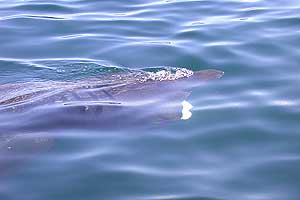 Basking shark 20 june 02