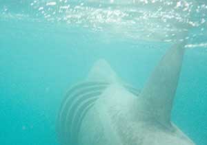 Basker Sennen 20 jun