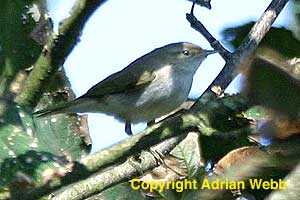 Bonel;li`s Warbler