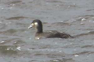 surf scoter