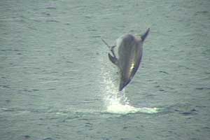 Sennen dolphins