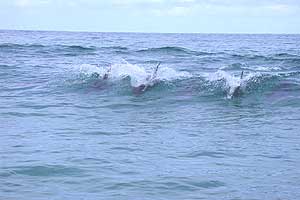 Dolphins Sennen 4th June