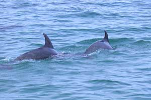 Dolphins Sennen 4th June