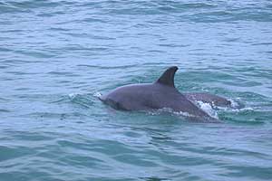 Dolphins Sennen 4th June
