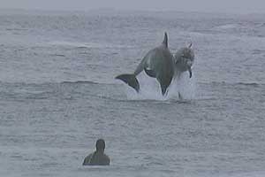 Dolphins 5Jan`02
