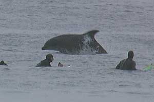 Dolphins 5 Jan`02