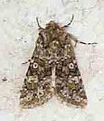 Feathered Ranunculus