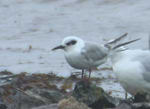 Forster`s Tern