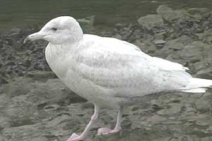 Glaucous Gull