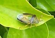 Gorse Shieldbug