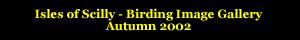 Scilly Birding 2002