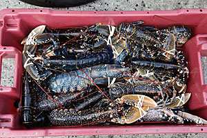 Sennen Lobsters