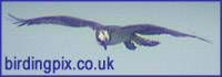 Birdingpix