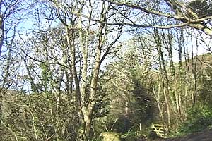 Penberth Nook Path