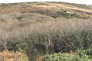 60ft cover Path