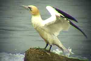 Gannet