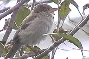 Rose-coloured Starling
