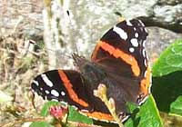 Red Admiral